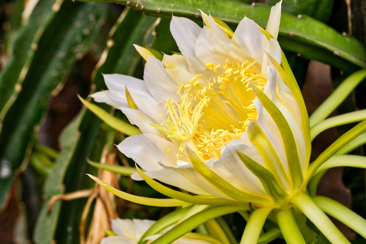 The dragon Fruit Plant.