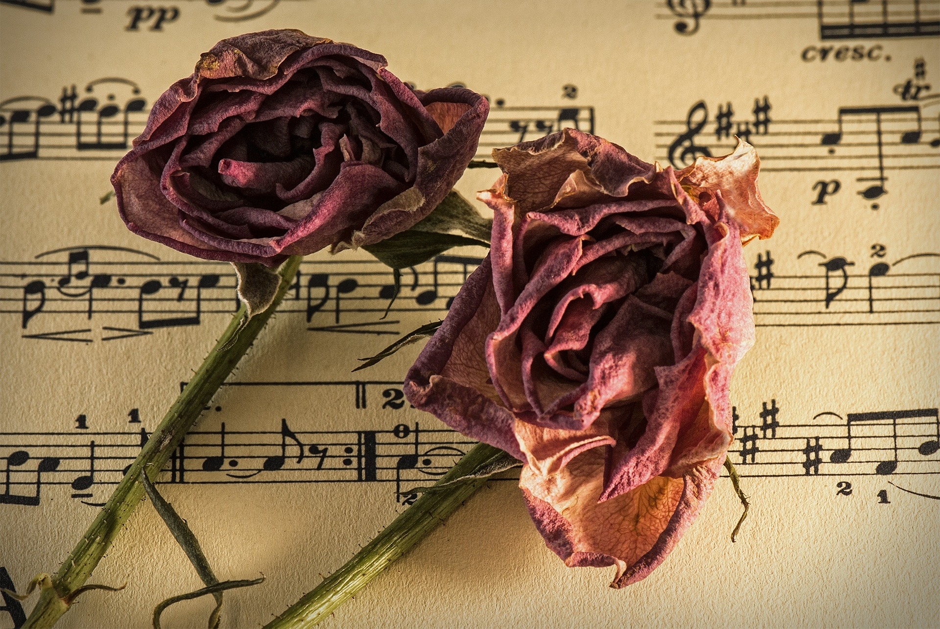 Warum sollten Sie lernen, Blumen zu konservieren?
Es ist ein schönes Geschenk!
Und die Kunst, wie man Blumen konserviert, ist an sich schon wunderschön!